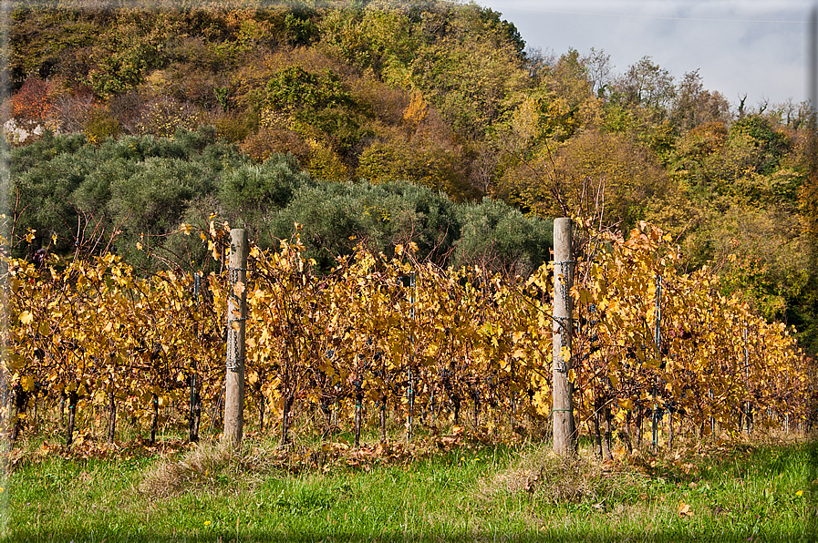 foto Colline Marosticane in Autunno